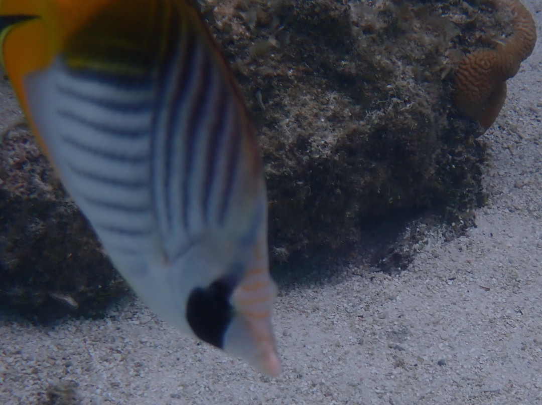 Aroa Marine Reserve-拉罗汤加必去景点