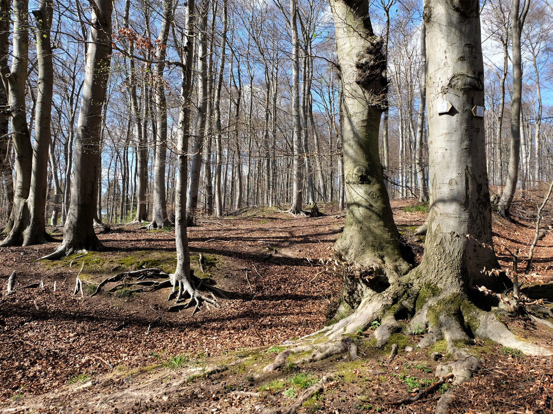 Naturschutzgebiet "Reitlingstal"景点图片