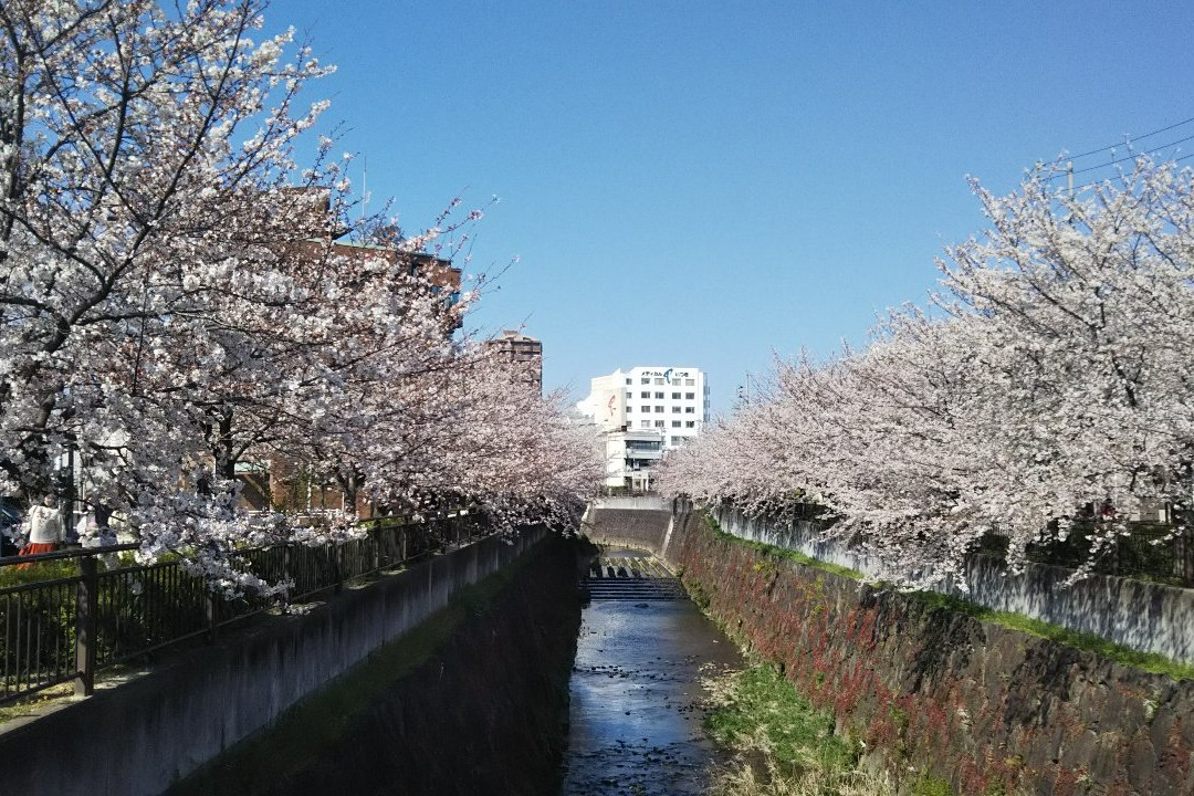 山崎川四季之道-名古屋市必去景点