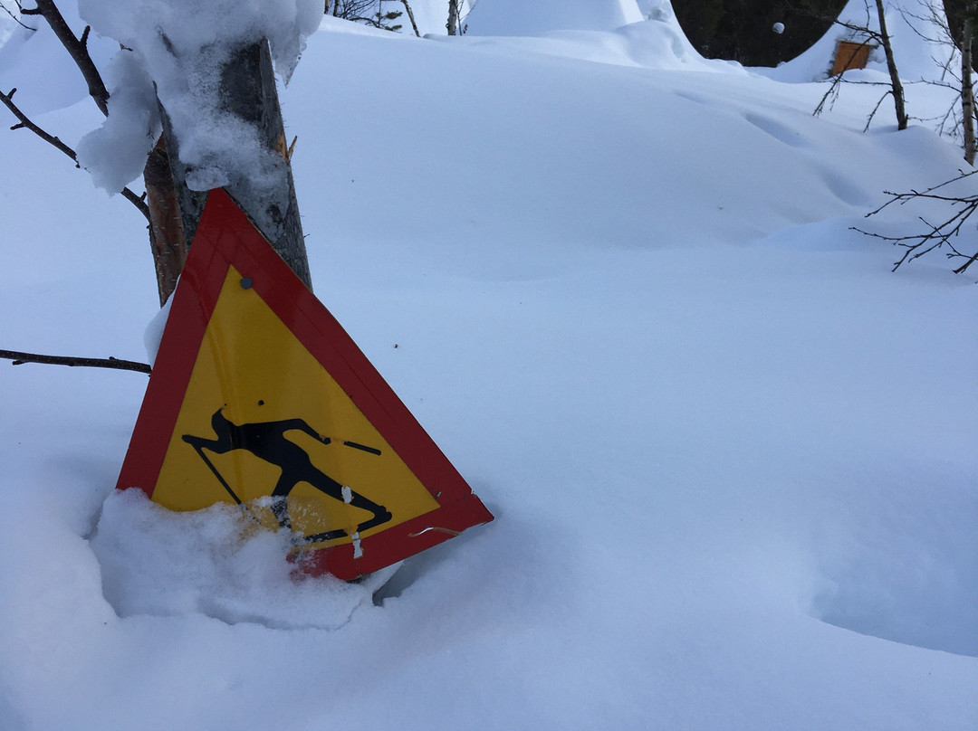 Davvi Arctic Lodge主图