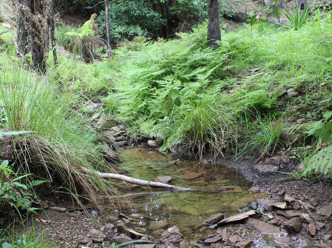 Burrendong Arboretum-Mumbil必去景点