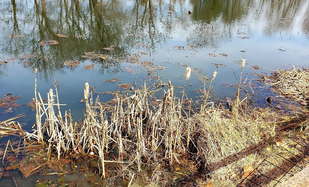 Friends Community Park-Forest Hill必去景点