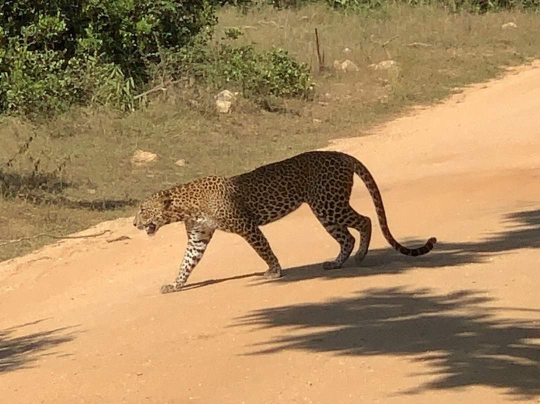 Mowgli Safari-蒂瑟默哈拉默必去景点