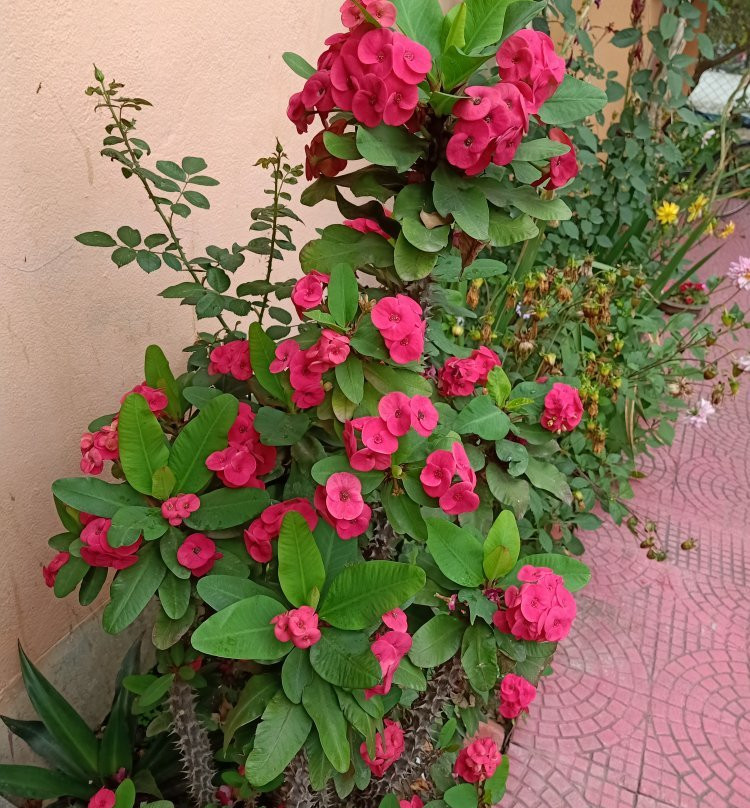 Pubali Homestay主图