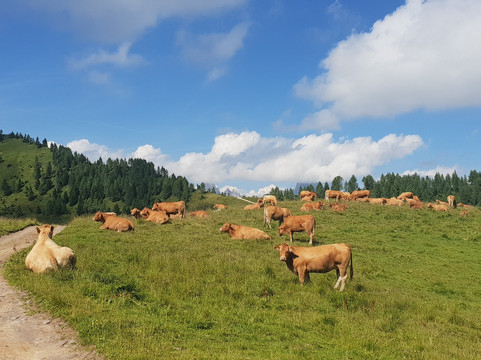 Monte Morgenleit-Sauris必去景点