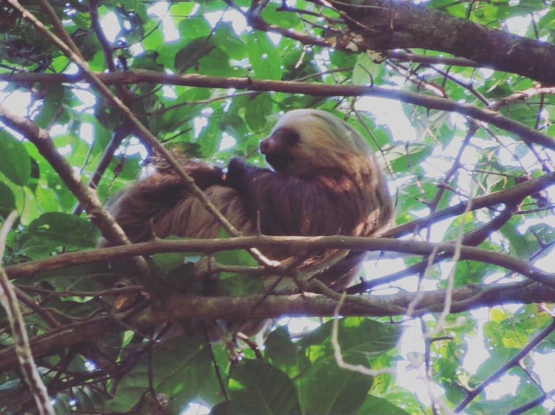 Rio Celeste Hike & Sloths Wild Life景点图片