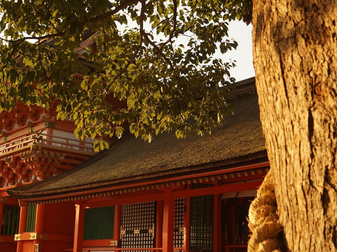Usajingu Shrine Jogu景点图片