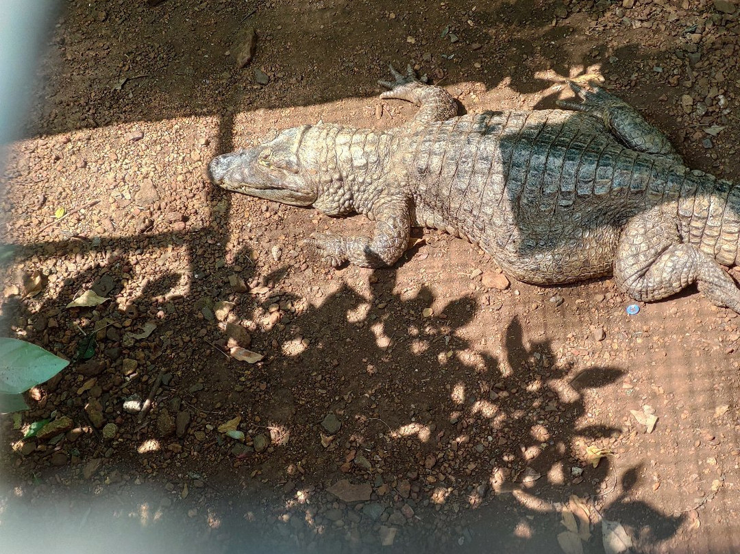 Bondla Wildlife Sanctuary景点图片