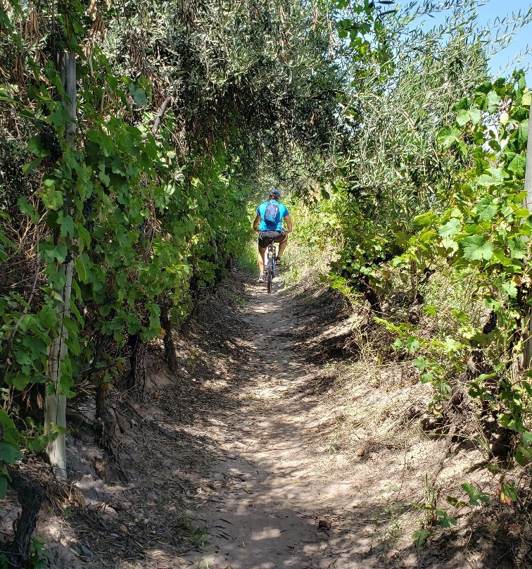 Rio Bike Park-路冉得库约必去景点