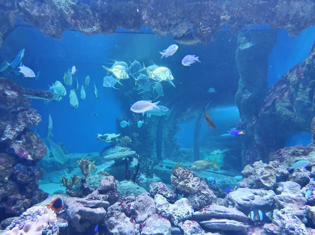 Center of  Oceanography and Marine Biology Delfiniya-新西伯利亚必去景点