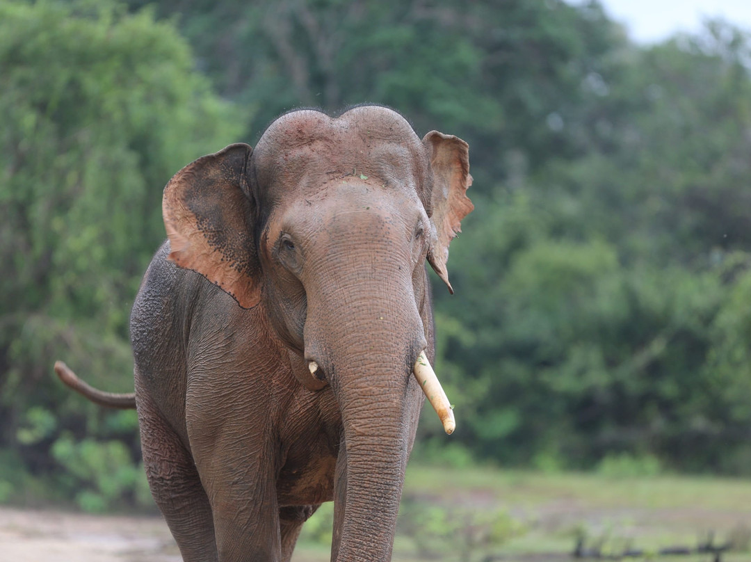 Safari in Sri Lanka-Hambantota必去景点
