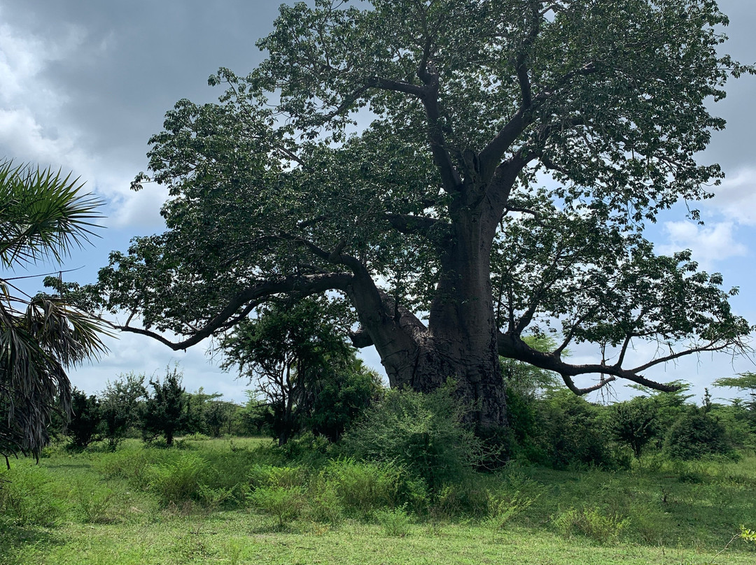 Wildness Safari  Tanzania景点图片