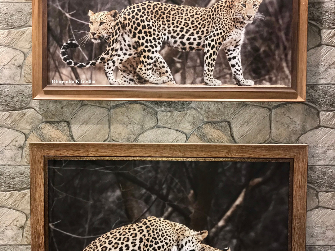 Jhalana Leopard Safari-斋蒲尔必去景点