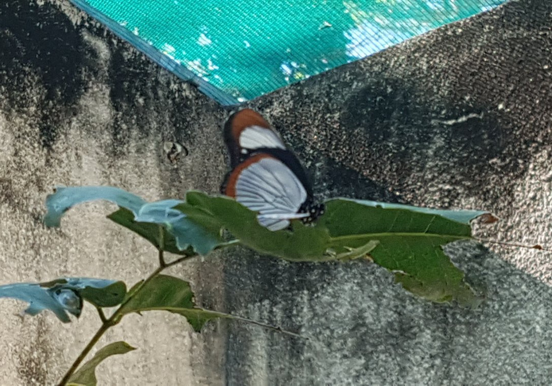 Kipepeo Butterfly House-Gede必去景点