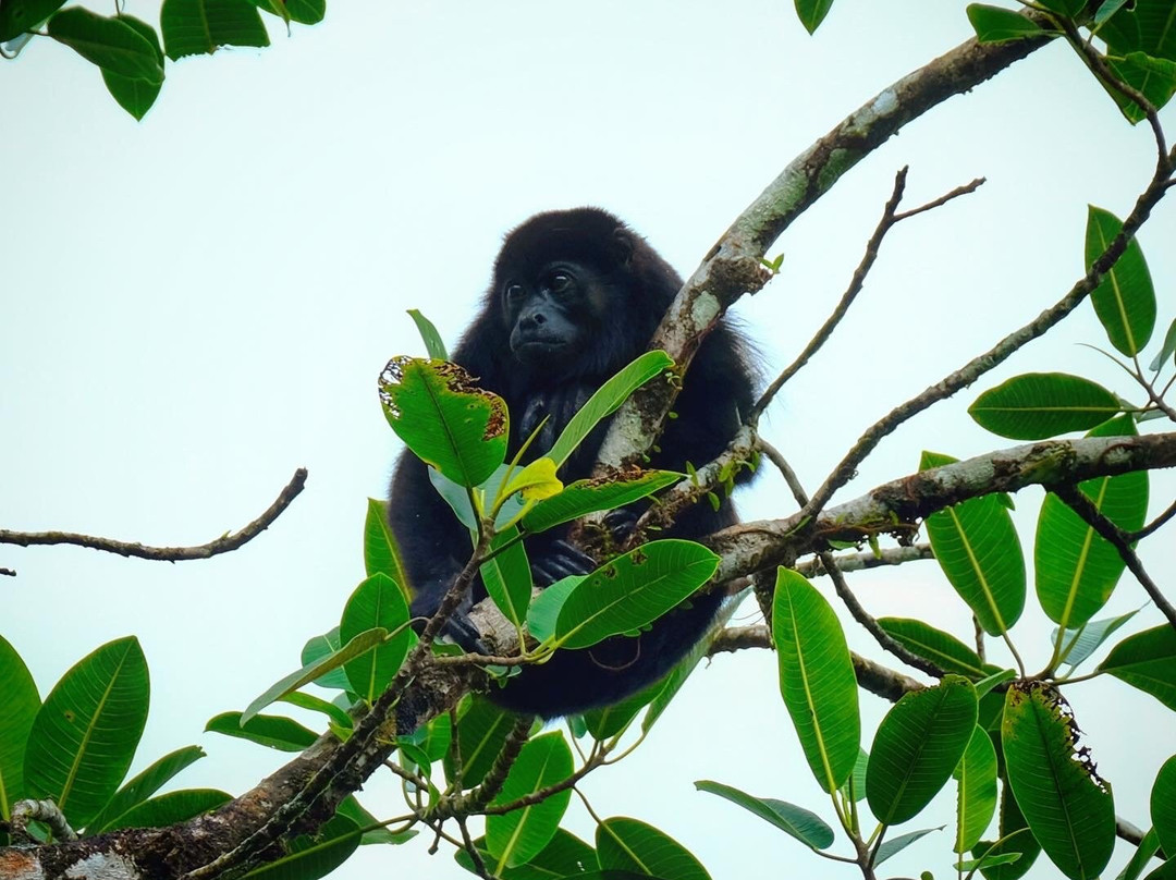 Tortuguero Adventures景点图片