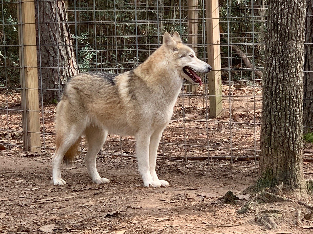 Texas Wolfdog Project景点图片