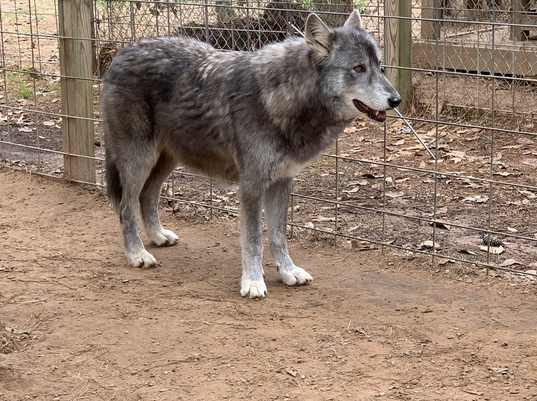 Texas Wolfdog Project景点图片