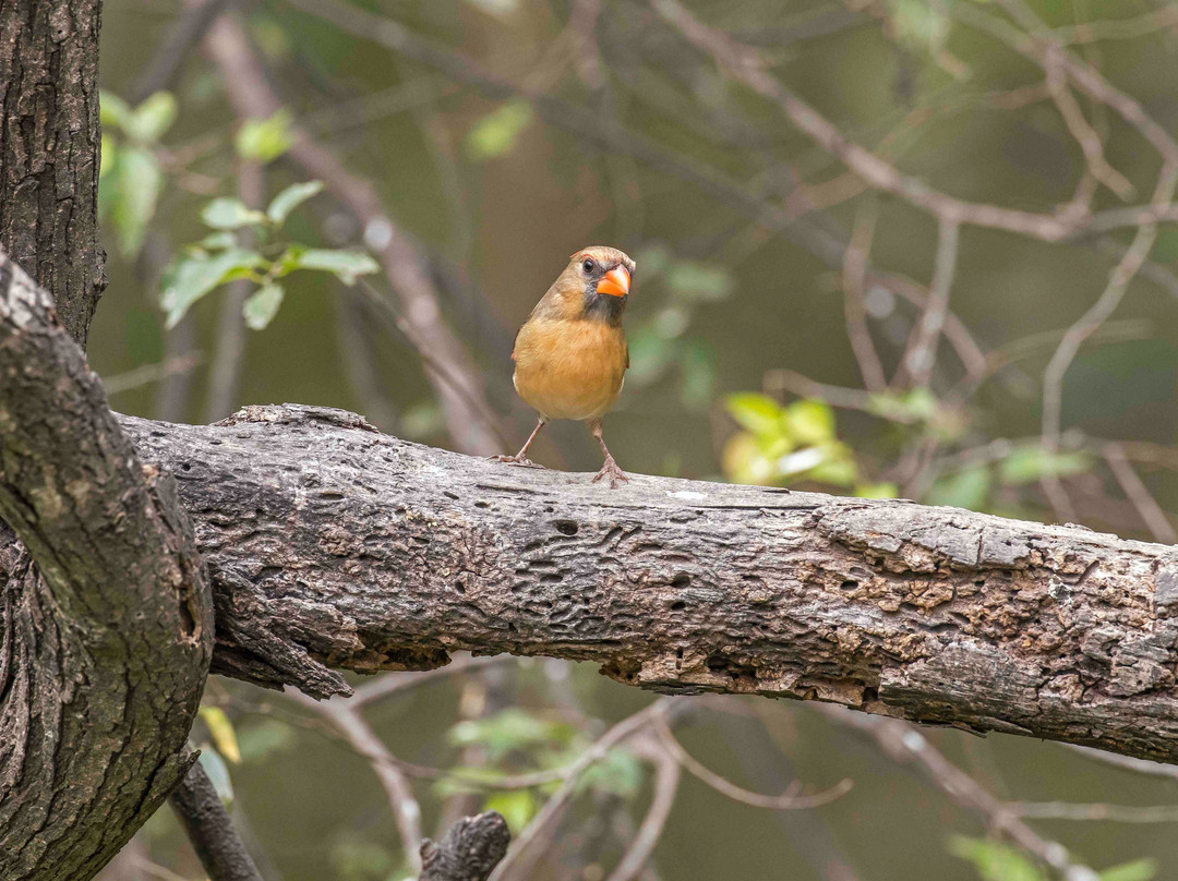National Butterfly Center-Mission必去景点