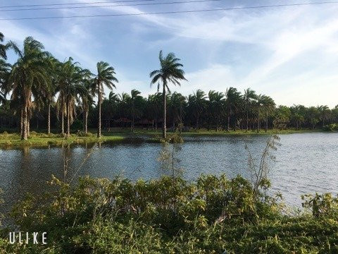 Palm Garden House