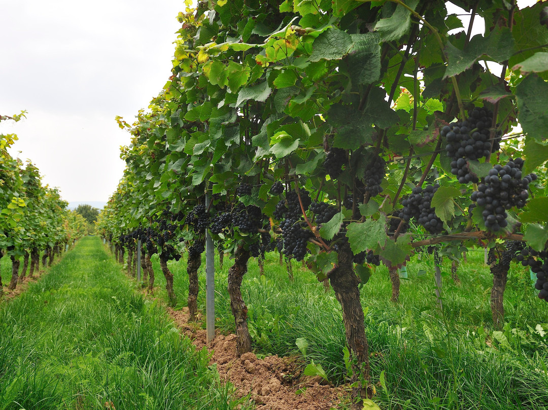 Weingut Georg Müller Stiftung-Hattenheim必去景点