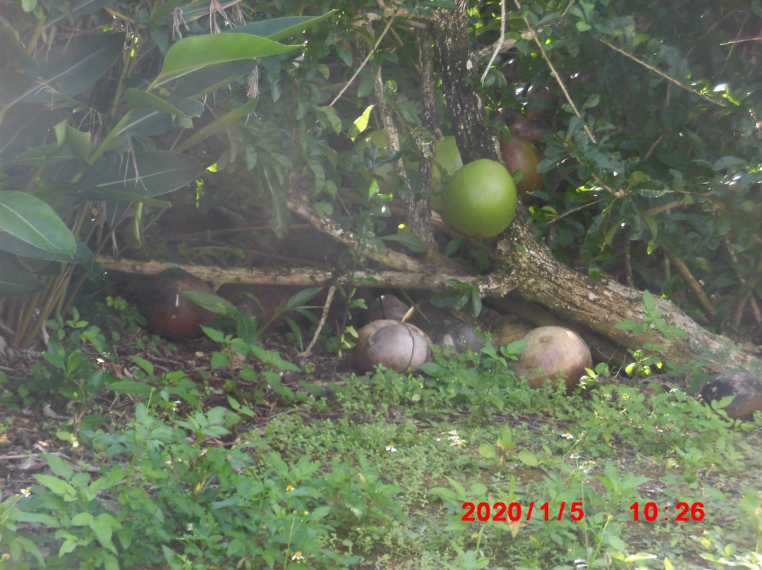 Maipari Miyakojima Island Tropical Fruit Park-宫古岛市必去景点