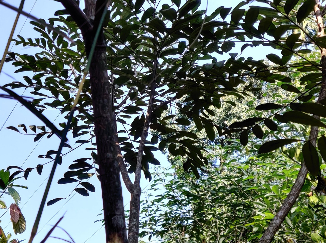 Periyar Spice & Ayurvedic Garden景点图片