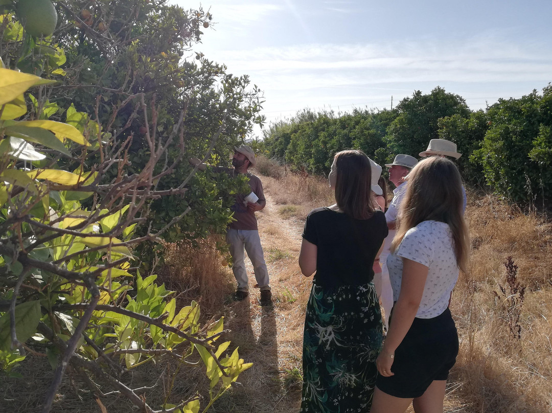 Algarve Food Experience-Silves必去景点