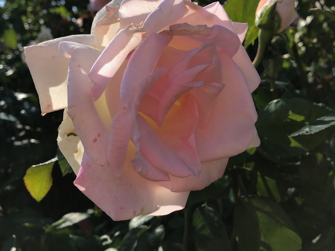 Rose Garden at Mesa Community College景点图片