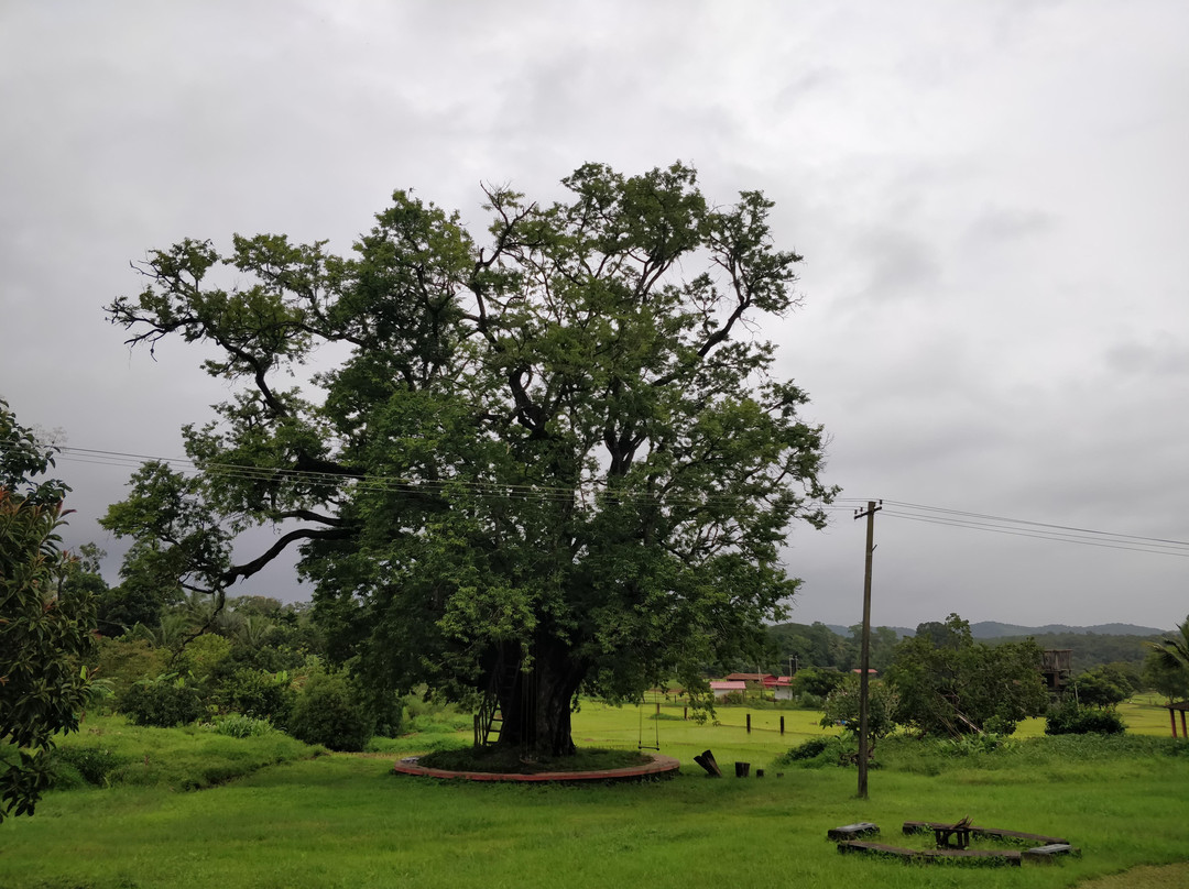 Dandeli Chalet主图