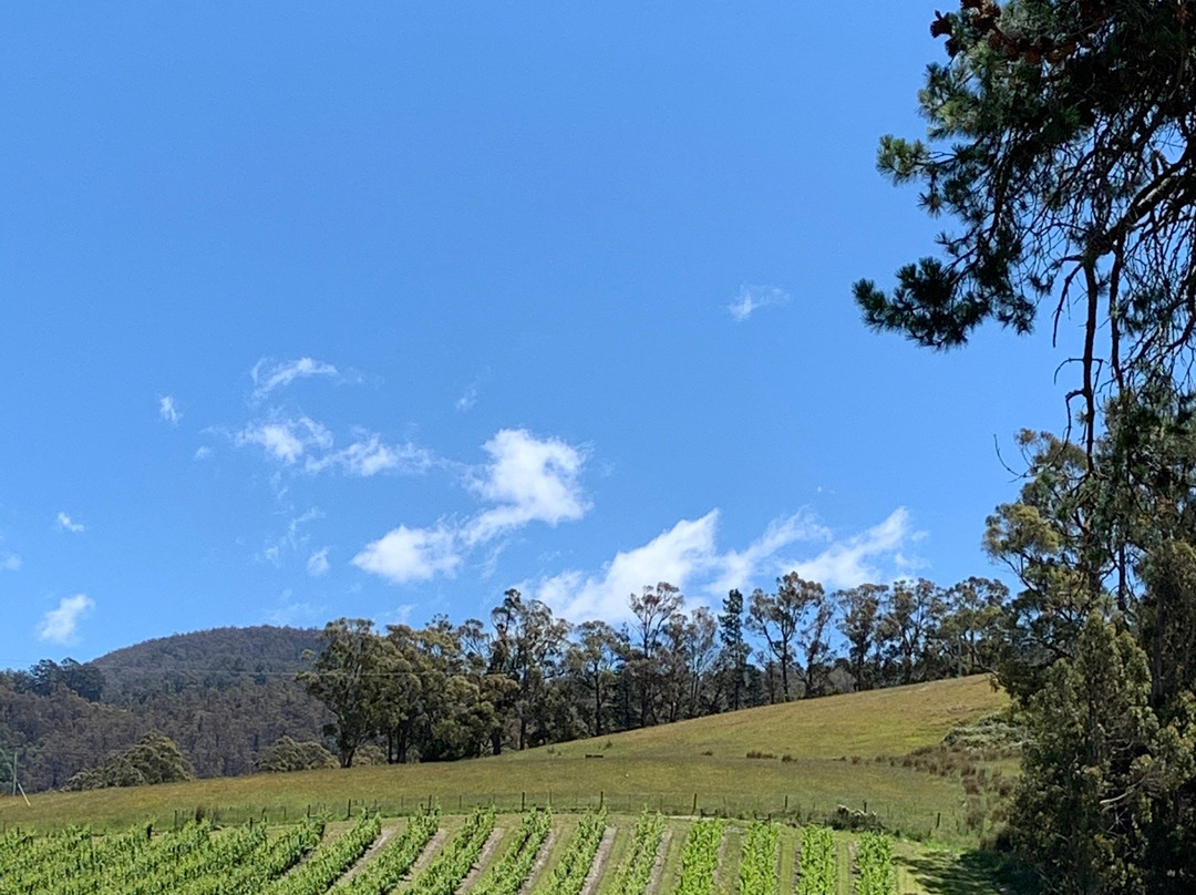 Home Hill Winery景点图片