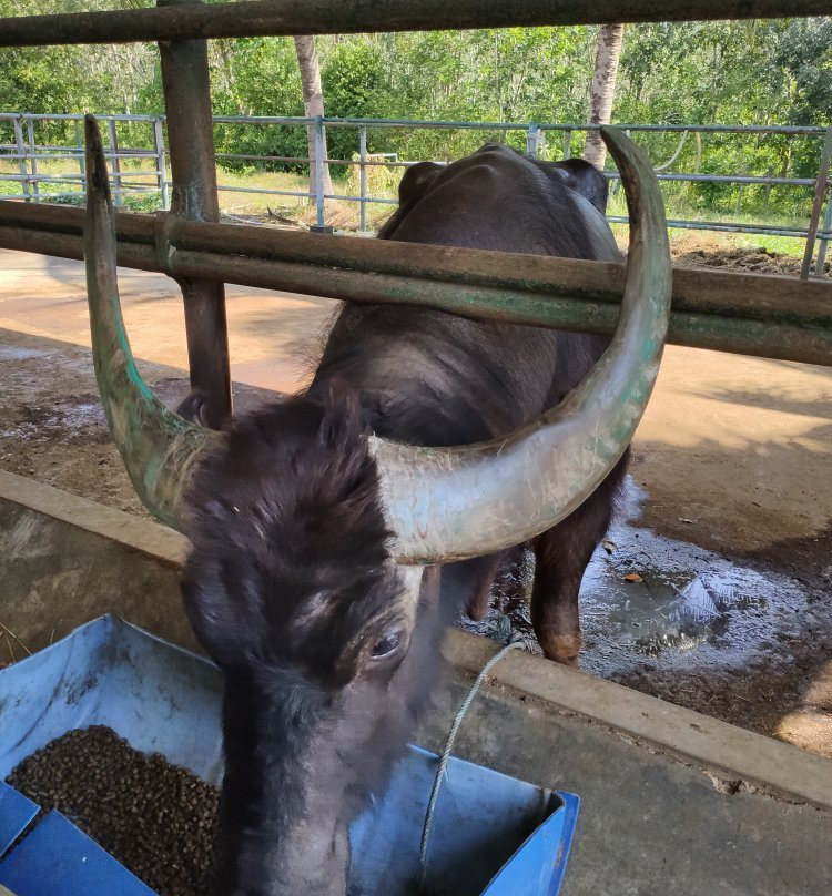 Buffalo Park Langkawi-兰卡威必去景点