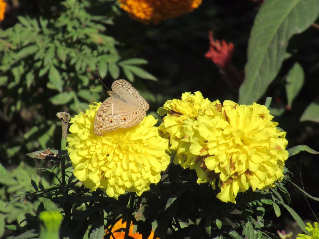 Bengal Safari-西里古里必去景点