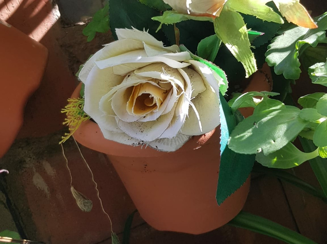 Casco Antiguo-比拉法梅斯必去景点