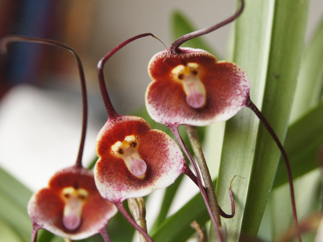 Forest of Orchids-Tenjo必去景点