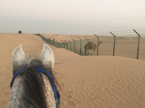 Dubai Desert Horse Ride Experience-迪拜必去景点