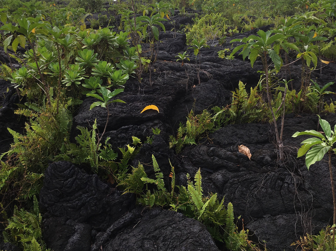 Saleaula Lava Fields-萨瓦伊岛必去景点