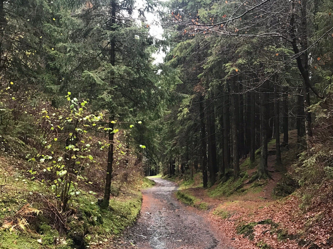 Riserva Naturale Boschi del Giovetto di Palline景点图片