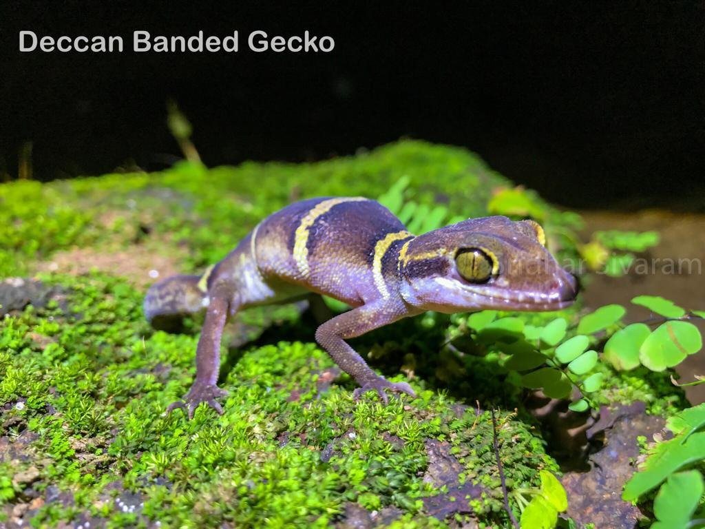 Garva Agro Tourism主图