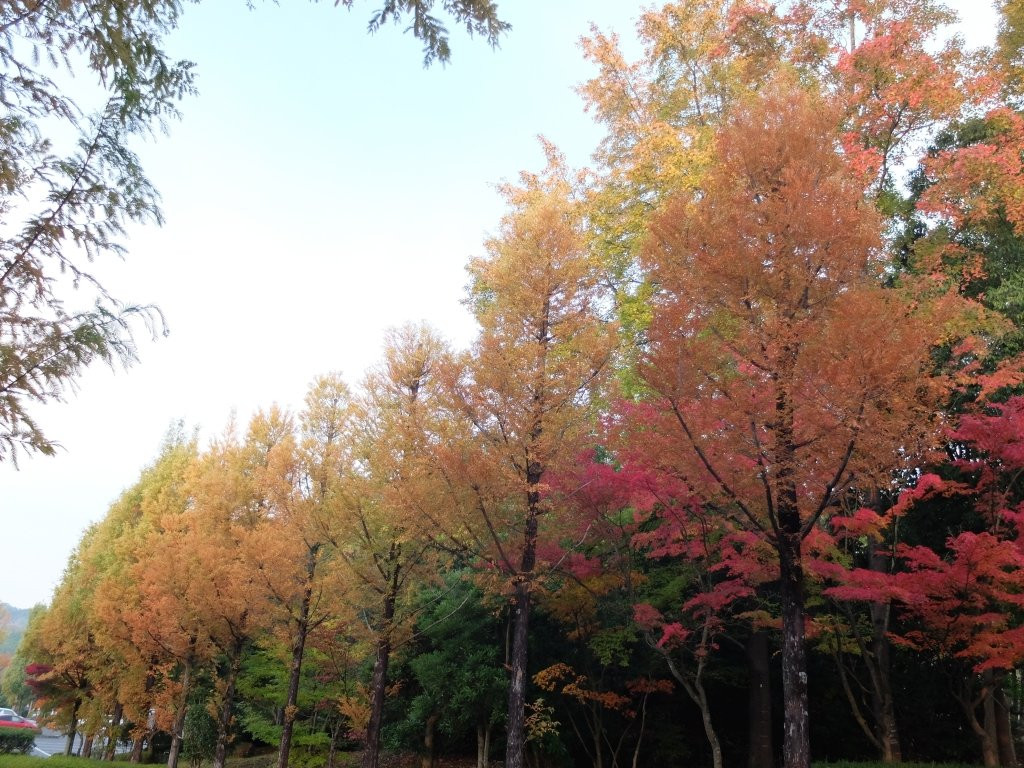 Kagamiyama Park景点图片