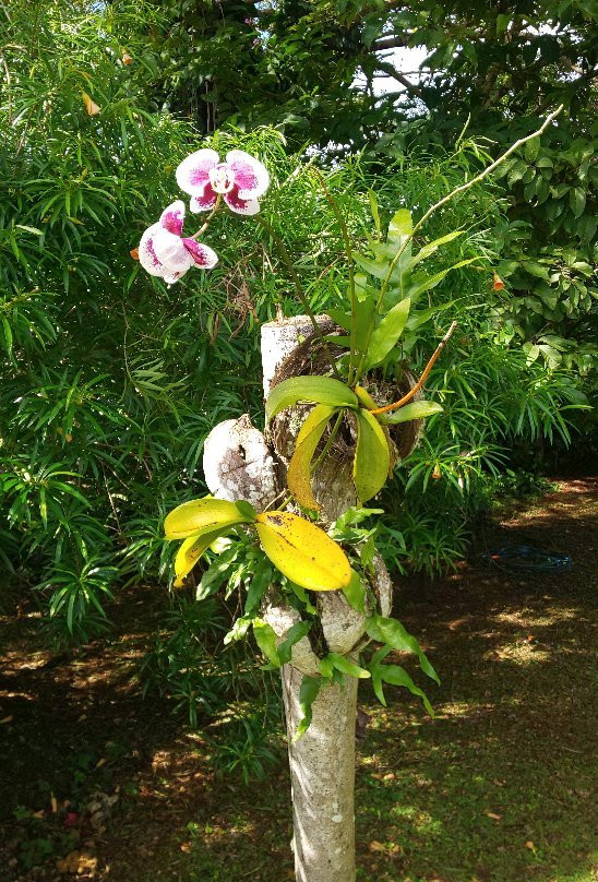 Guam Sankyo Garden-Mangilao必去景点