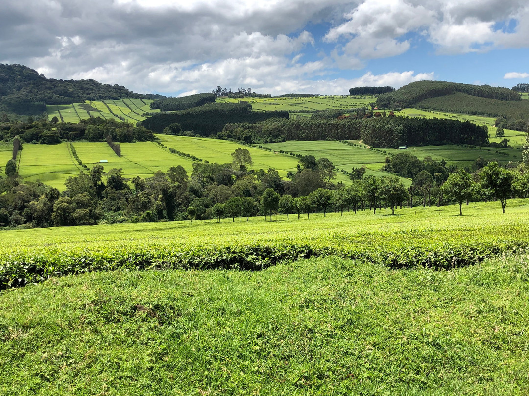 Kericho Tea Plantations景点图片