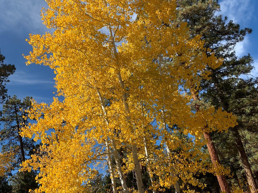 Pagosa Springs ATV Rentals-帕戈萨斯普林斯必去景点