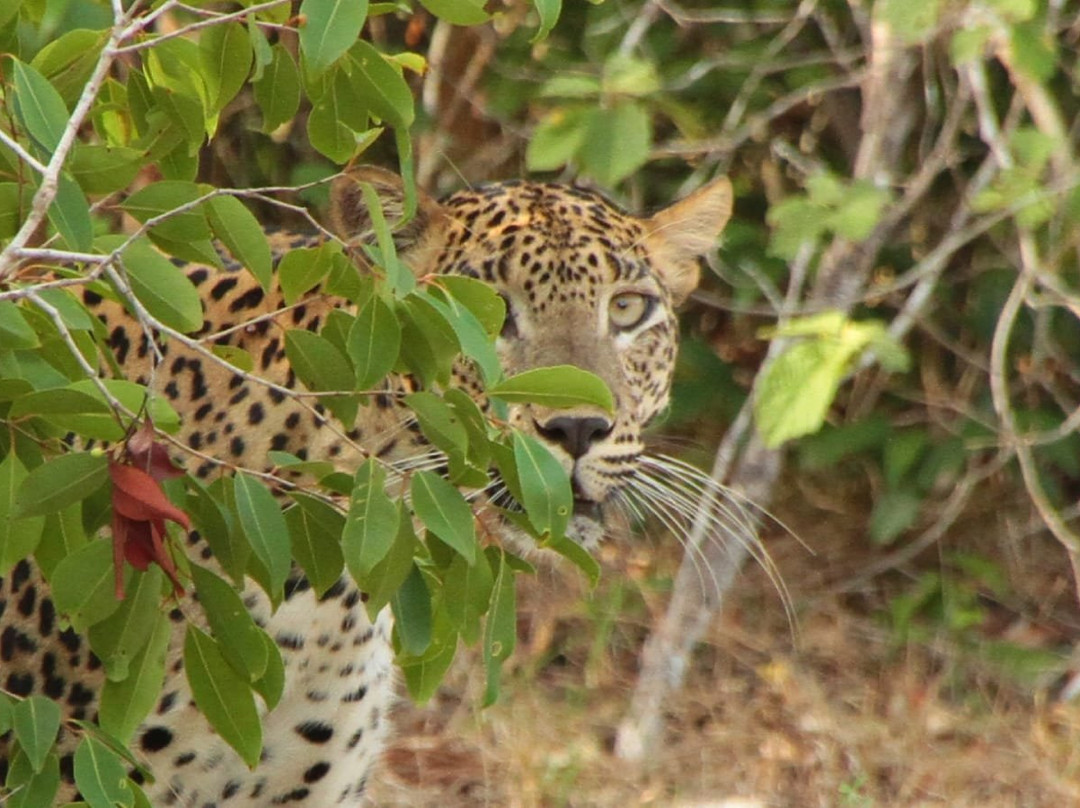 null-Wilpattu National Park