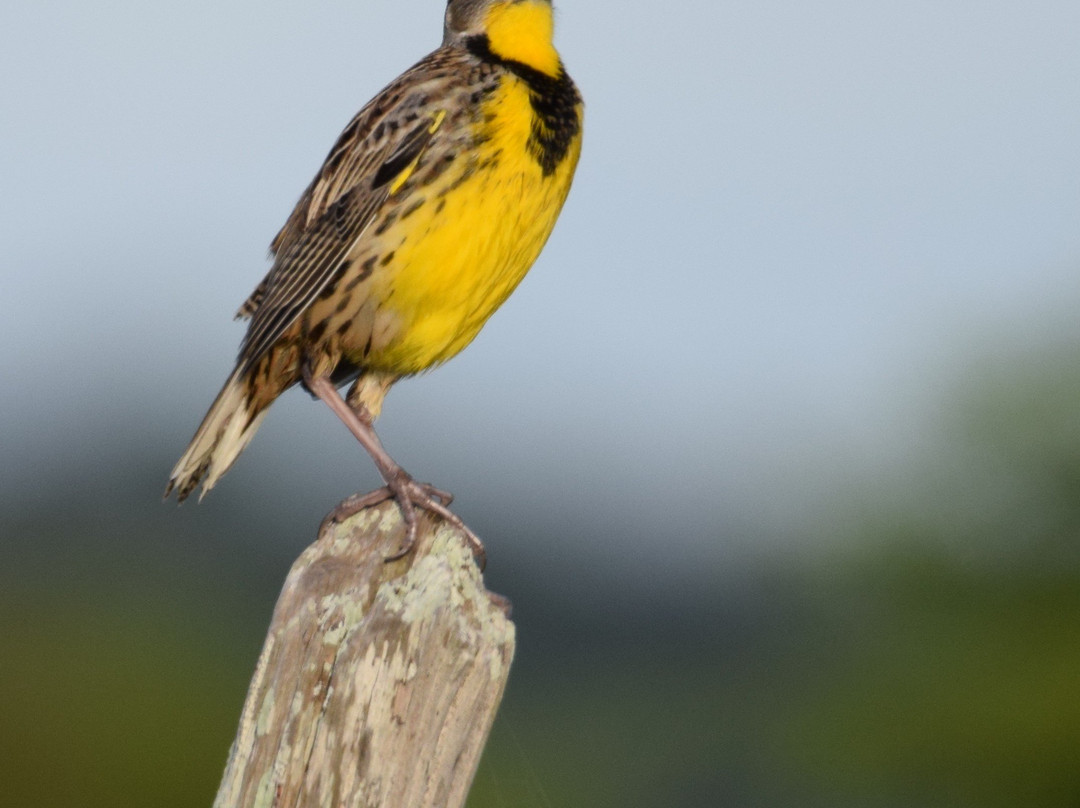 Dinner Island Ranch-克莱维斯顿必去景点