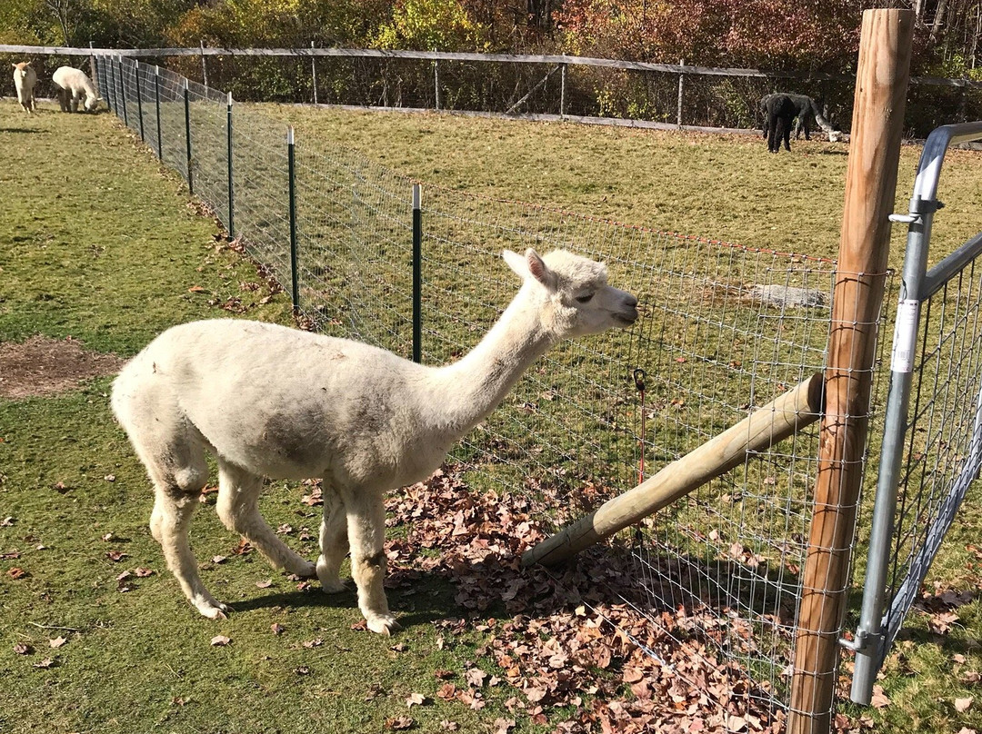 Harvard Alpaca Ranch-Harvard必去景点