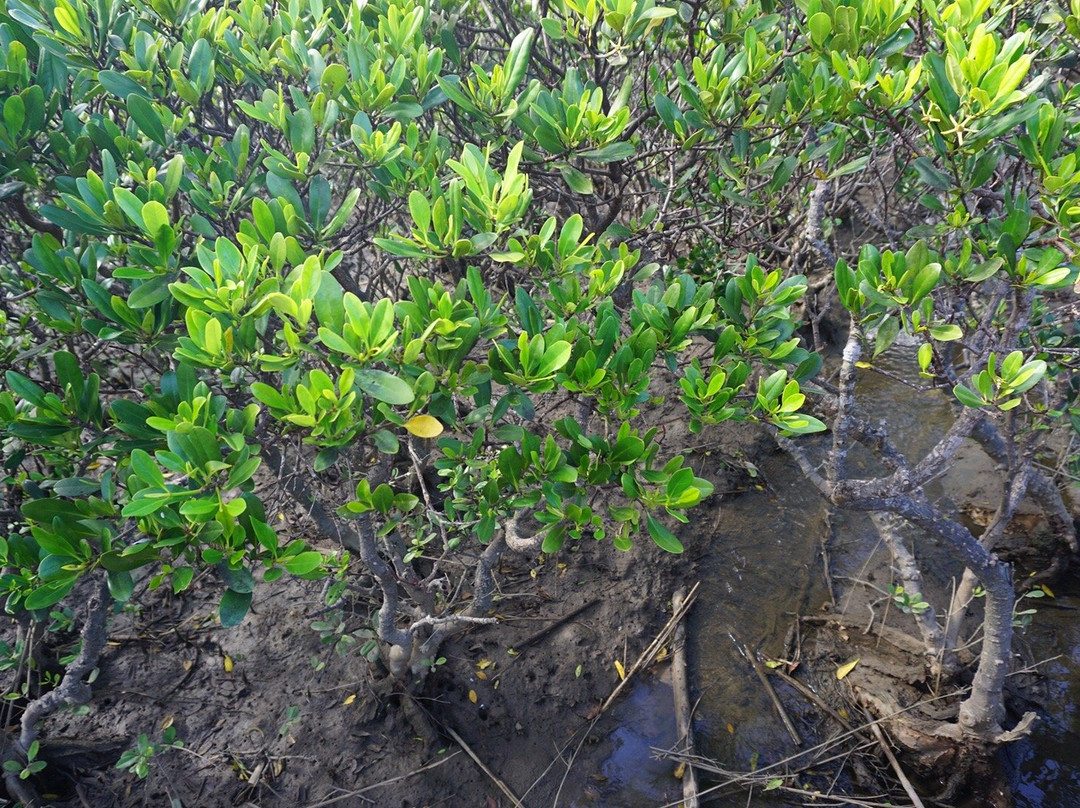 Tanegashima Mangrove Park景点图片