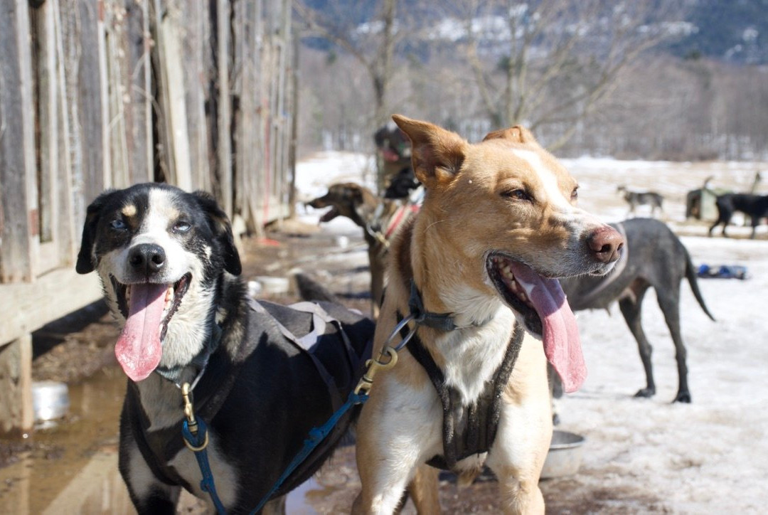 Cobble Hill Kennel-Middlebury必去景点