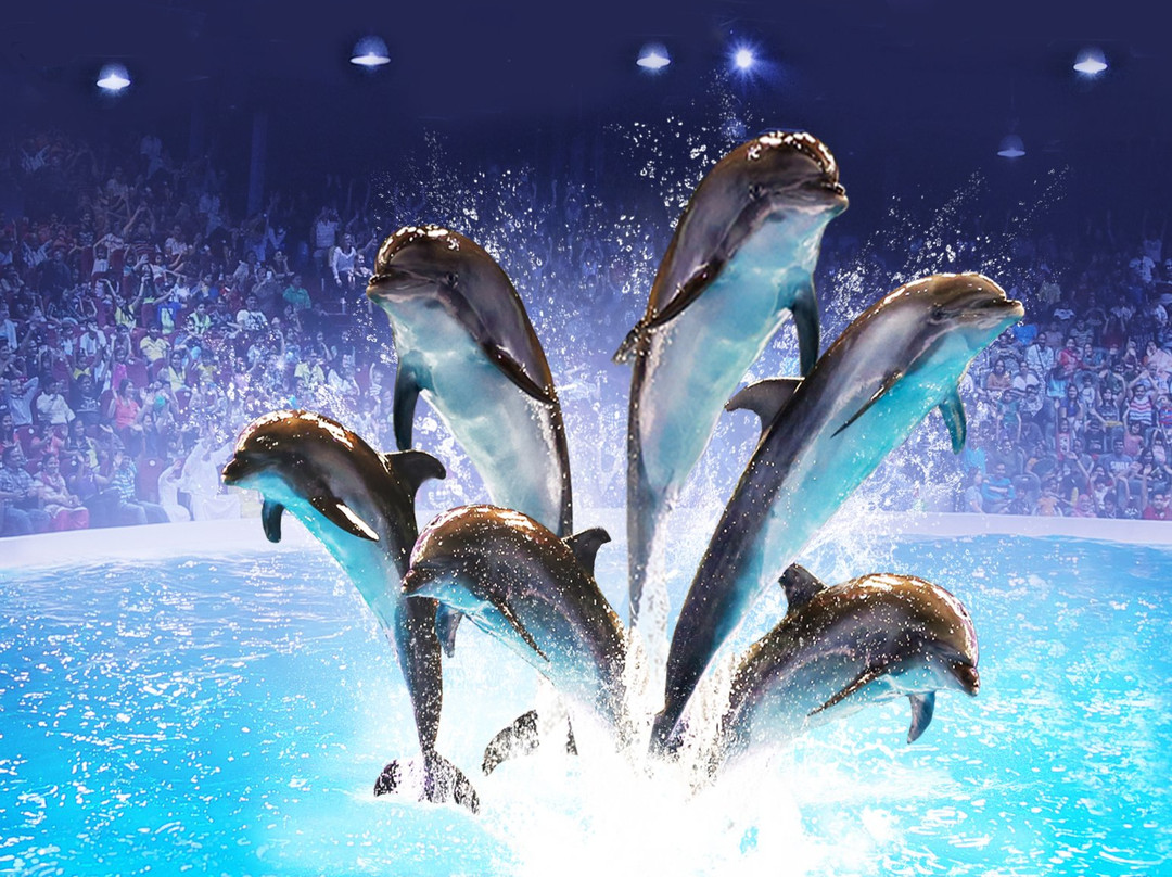 迪拜海豚馆景点图片