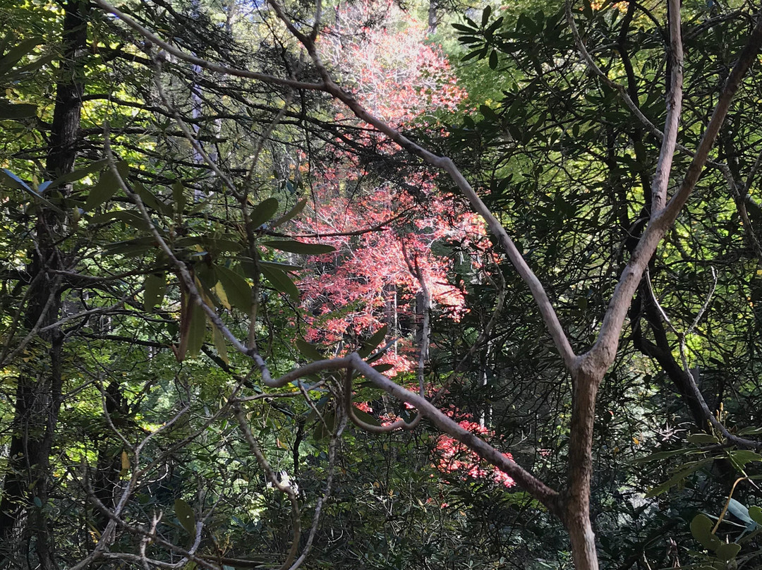 Linville River景点图片