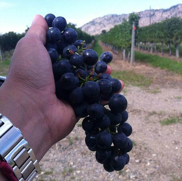 Falkland旅游景点-Okanagan Valley